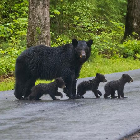 A Stones Throw, You Get 1089 Free Attraction Tickets Per Paid Day, Dollywood And Much More! Pigeon Forge Bagian luar foto